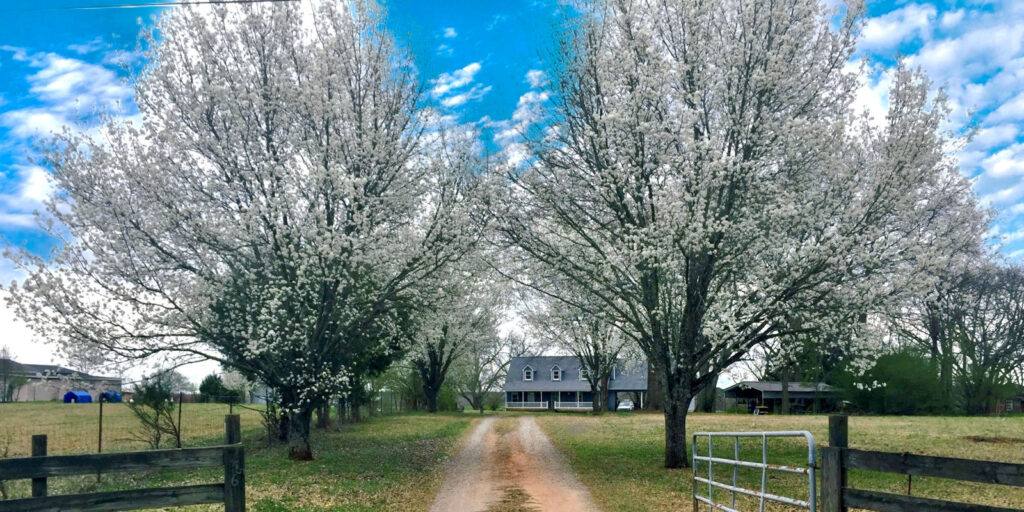at a gate between dark wooden fences, a gravel driveway leads past several bradford pear trees in spring bloom towards a blue farmhouse